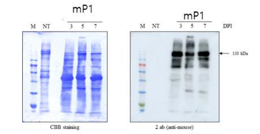 mP1 융합단백질의 infiltration후 재배 시간에 따른 발현 level 변화 분석