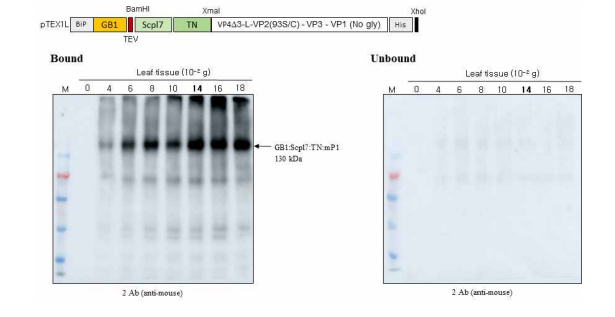 mP1 단백질의 BLP에 binding capacity의 확인을 위한 western blot 분석