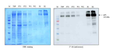 Ni2+-NTA affinity resin을 이용한 mP1 단백질의 순수 분리 정제