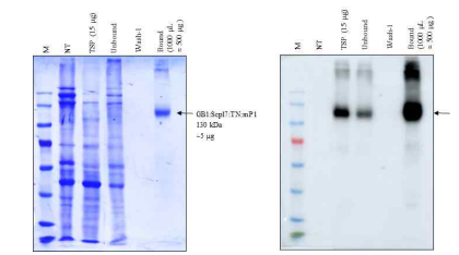 mP1/BLP complex의 제조 및 SDS/PAGE를 이용한 전개 후 CBB 및 western blot 분석