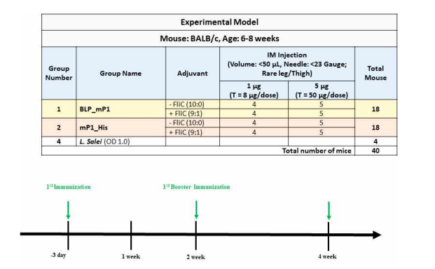 mP1과 mP1/BLP를 이용한 mouse에서의 immunization protocol