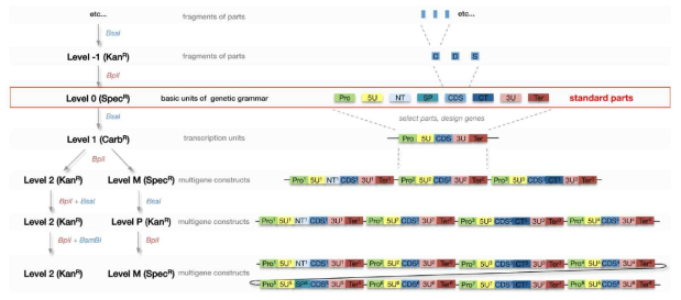 MoClo 시스템 모식도 (Engler et al, 2014)