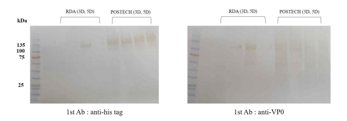 P1 항원단백질의 일시발현 확인 (positive control : POSTECH 시료)