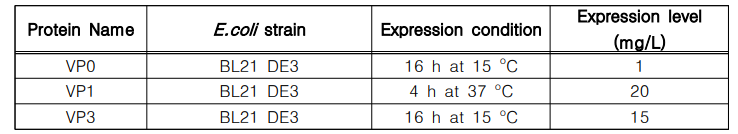 P1 subunit (VP0, VP1, VP3)의 발현 조건 및 발현량