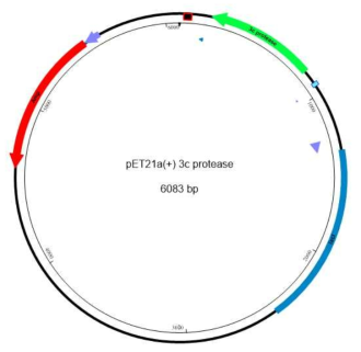 pET21a 벡터를 이용한 3C protease cloning