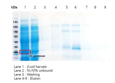 3C protease의 정제 결과