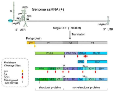 FMDV의 유전체 모식도