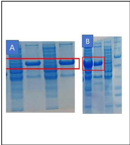 CHS-L1 및 CHS-L6 단백질 이종발현 SDS-PAGE 결과