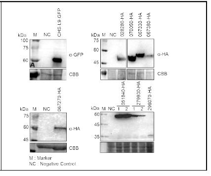담배 transient expression 시스템을 이용한 CHS-L9 및 구조변형 monooxygenase들의 단백질 발현 검증