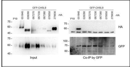 Co-Immunoprecipitation을 이용한 CHS-L9과 구조변형단백질간 단백질 상호작용 검증