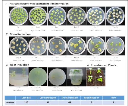 empty vector가 transformation된 Agrobacterium을 이용한 최적의 조직배양 및 형질전환 시스템 개발