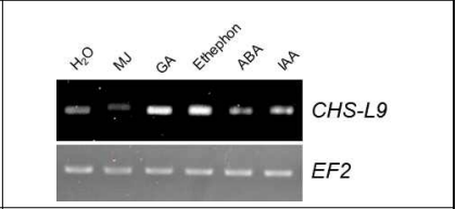 식물 호르몬 처리에 의한 결명자내 CHS-L9 유전자의 발현 변화