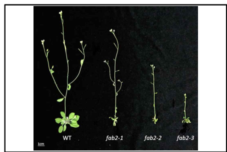 애기장대 FAB2 T-DNA mutant의 표현형