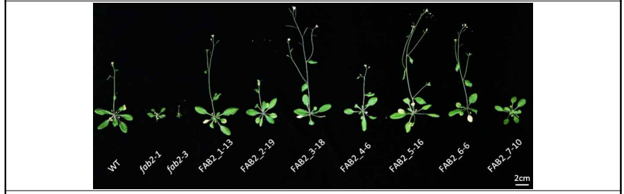 Cas13을 이용해 FAB2를 타겟한 애기장대 mutant의 표현형