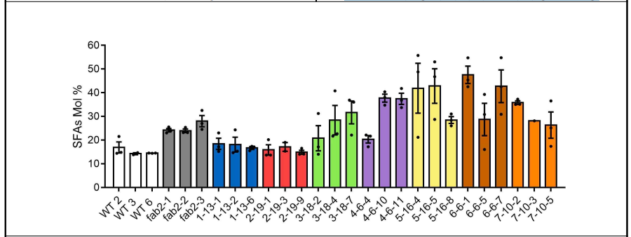 Cas13을 이용해 FAB2를 타겟한 애기장대 mutant의 포화지방산 함량 그래프