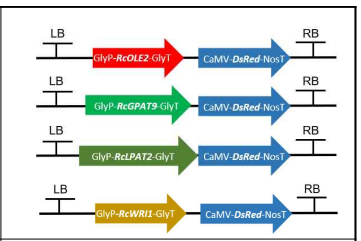 RcOLE2, RcGPAT9, RcLPAT2, RcWRI1의 벡터맵