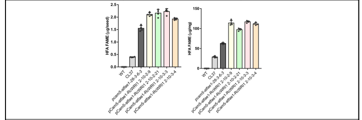 pCam5-atfae1-RcWRI1 라인의 종자 지방산 정량 결과. 총 수산화지방산 함량을 Wild type, CL37 라인, pCam5-atfae1 라인과 비교한 그래프