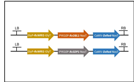 피마자 WRI1과 OBL1, 피마자 WRI1과 SDP1을 같이 발현시키기 위해 클로닝한 벡터맵