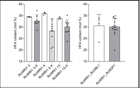 pCam5-atfae1-RcWRI1라인과 pCam5-atfae1-RcWRI1+RcOBL1, pCam5-atfae1-RcWRI1+RcSDP1 라인의 수산화지방산 함량