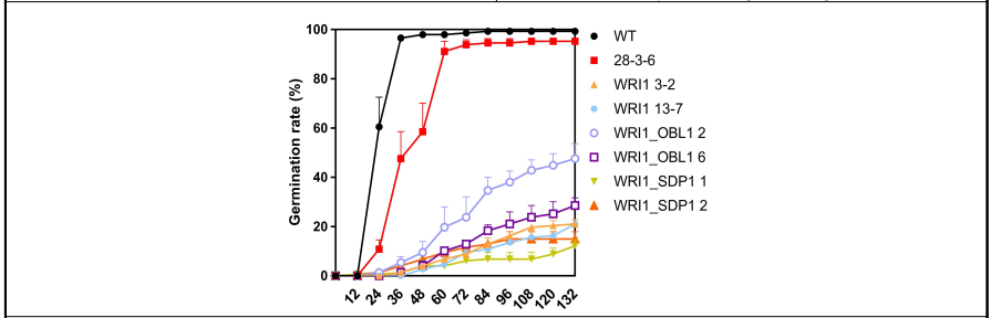 pCam5-atfae1-RcWRI1라인과 pCam5-atfae1-RcWRI1+RcOBL1, pCam5-atfae1-RcWRI1+RcSDP1 라인의 발아율 결과