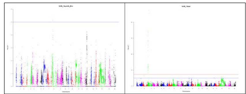 두부관련 특성의 GWAS 분석결과 (좌: 두유농도, 우: 수부흡수율)