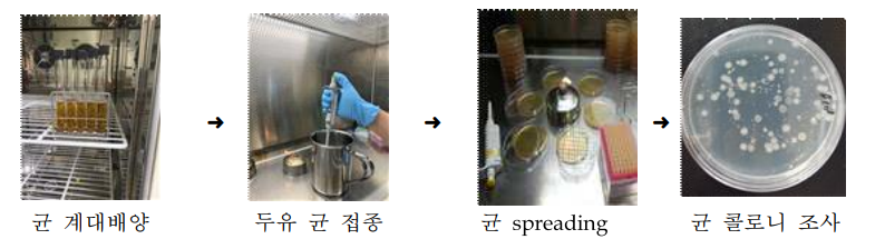 식물성 발효유 제조 과정 및 생균수 측정