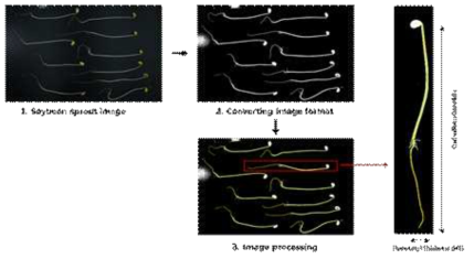 ImageJ, Smart root를 활용한 콩나물 배축장 길이 두께 측정 과정