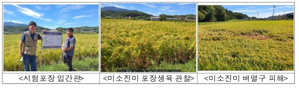 2022년 경남 하동군 미소진미 재배단지 생육 관찰 및 현장기술지원