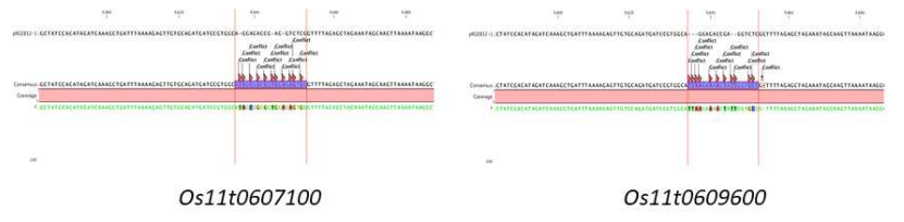 후보유전자 유전자편집 벡터에서의 gRNA sequence 삽입 확인