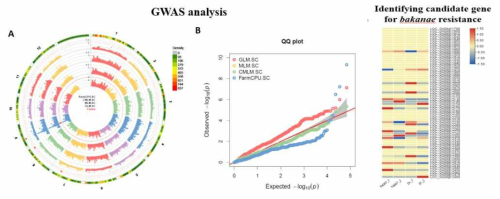 키다리병 저항성 관련 GWAS 분석 및 후보 유전자 탐색 (9번 염색체)