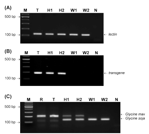 PCR 방법을 이용한 GM 콩과 돌콩(야생근연종) 간 교잡 후대 검정. (A) 내재성 유전자 검출, (B) 도입유전자 검출, (C) GM 콩과 돌콩의 SSR 마커 유전자 검출. T: GM 콩, R: 모품종, H1과 H2: 교잡 후대 W1과 W2: 돌콩 N: 음성대조군