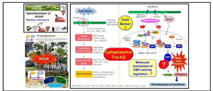 리독스단백질에 의한 냉해저항성 핵심인자인 CBFs 단백질의 활성조절 기전규명