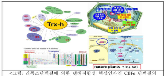 리독스단백질에 의한 냉해저항성 핵심인자인 CBFs 단백질의 활성조절 기전규명