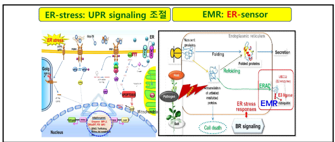 리독스 단백질에 의한 ER-stress조절 핵심인자인 EMR 단백질의 활성조절 규명