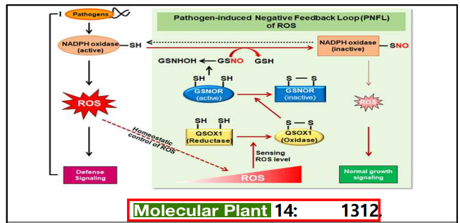 리독스 단백질에 의한 식물체의 병 저항성 면역반응 관련 QSOX의 면역 suppression 기전 조절 반응규명