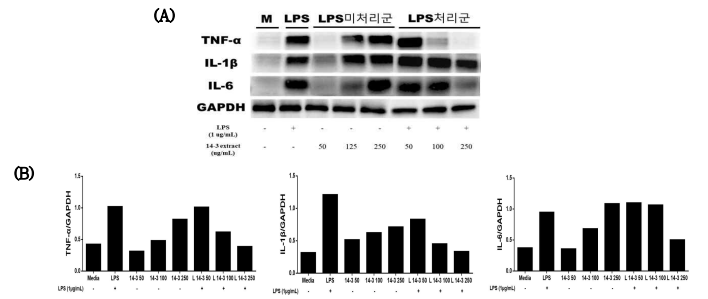 강황 추출물의 대식세포 내 사이토카인 발현 억제 평가 (A) protein expression (B) protein densitometry