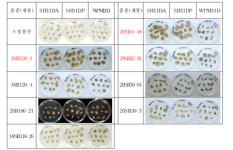2022년도 향기 있는 국내 육성 장미 9품종(계통) 배지별 꽃잎 배양 1개월 후 유도된 캘러스