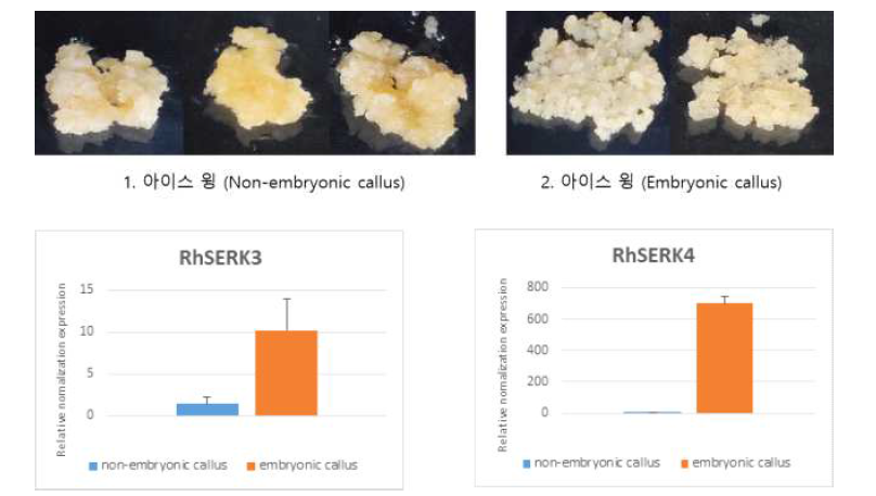 장미 ‘아이스윙’ 일반캘러스(좌상)와 체세포배 발생 캘러스(우상)의 체세포배 발생 관련 유전자 RhSERK3와 RhSERK4 발현량 비교(하)