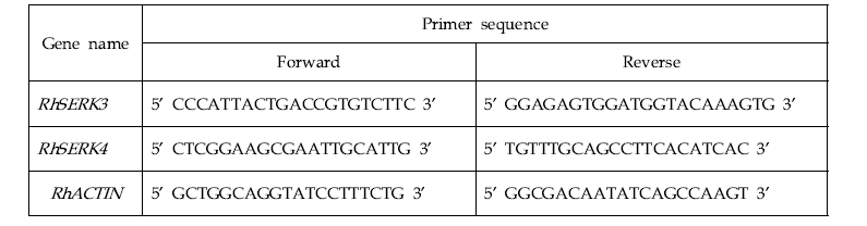 장미 ‘아이스윙’ 배발생 유전자 상대적 발현량 분석 프라이머 서열