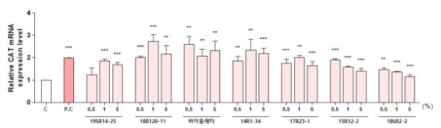 향기가 강한 장미 7품종(계통) 유래 캘러스의 CAT mRNA 발현률