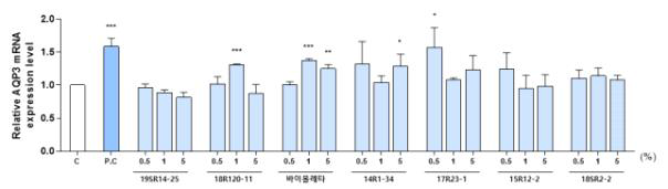 향기가 강한 장미 7품종(계통) 유래 캘러스의　AQP3 mRNA 발현률