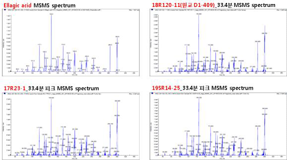 Ellagic acid 표준물질과 장미 캘러스에서 등장한 33.4분 피크의 MS/MS spectrum 비교