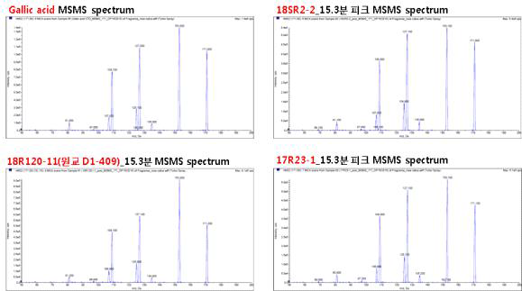 Gallic acid 표준물질과 장미 캘러스에서 등장한 15.3분 피크의 MS/MS spectrum비교