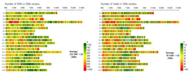핵심자원 50개의 유전체재분석에 의한 염색체별 SNP(좌)와 Indel(우) 변이 분포