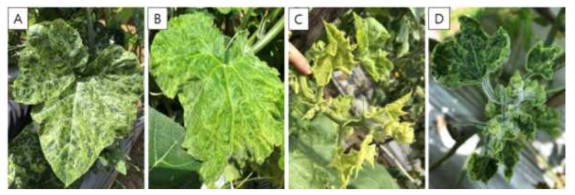 바이러스에 감염된 호박잎의 다양한 증상