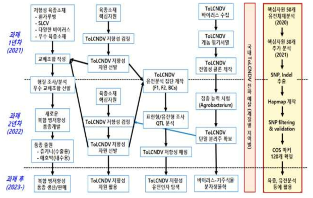 호박의 ToLCNDV 저항성 자원 탐색 및 복합 병저항성 품종개발 개발 추진도