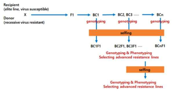 열성(recessive) 병저항성의 육종을 위한 여교배 전략의 예