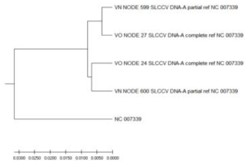 조립 컨티그 중의 SLCV DNA-A 염기서열의 진화적 관계 예시. UPGMA 방법