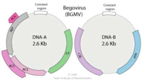Bipartite 베고모바이러스의 유전체와 유전자 구조 (Viral Zone 자료인용)
