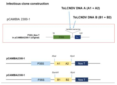 KpnI pCAMBIA2300-1에 감염성 클론을 삽입